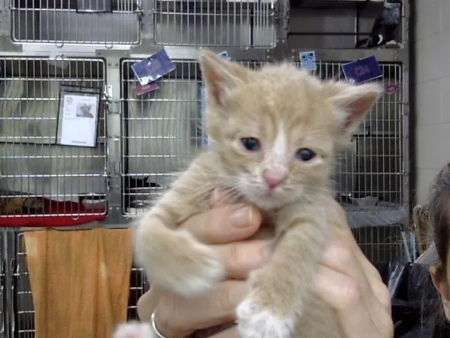 Adoptable Cat