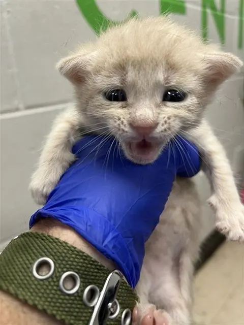 Handsome