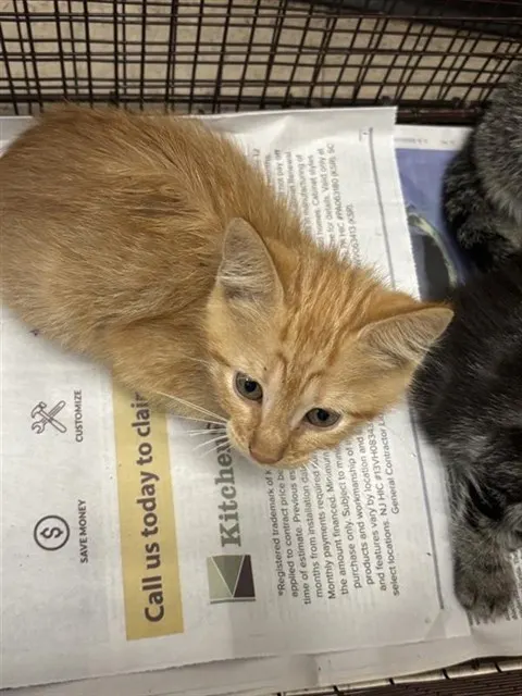 Adoptable Cat