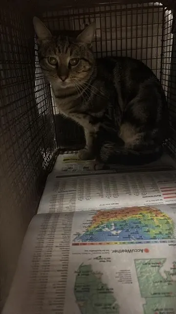 Adoptable Cat