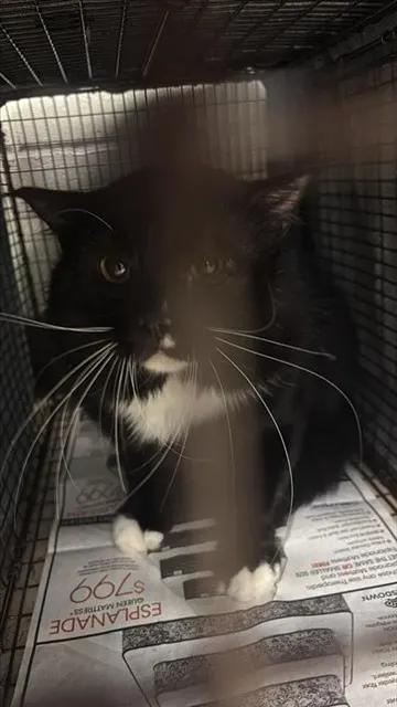 Adoptable Cat