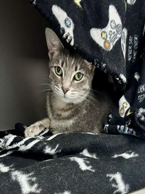 Stormie