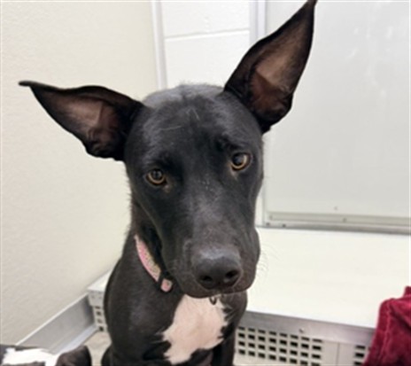 Adoptable Dog