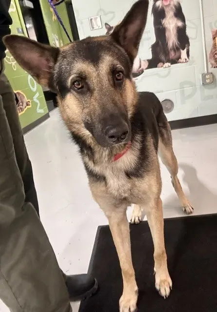 Adoptable Dog