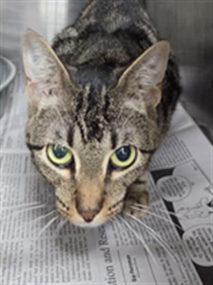 Adoptable Cat