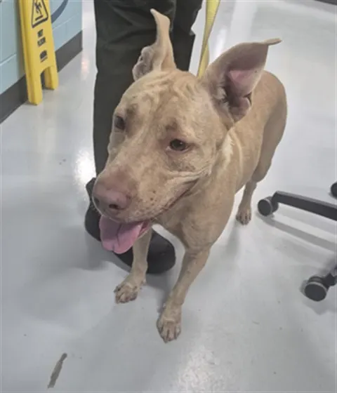 Adoptable Dog