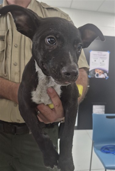 Adoptable Dog