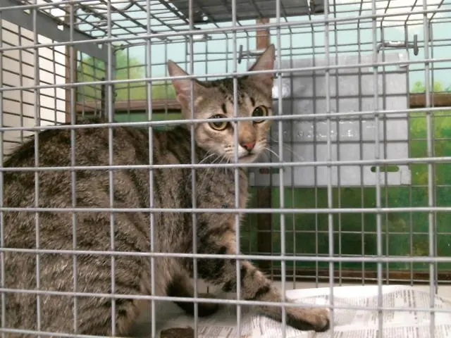 Adoptable Cat
