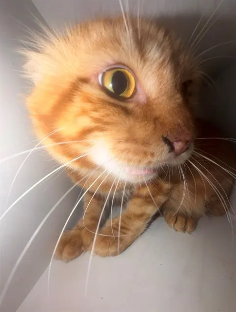 Ricky