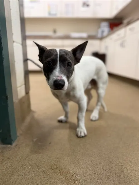 Adoptable Dog