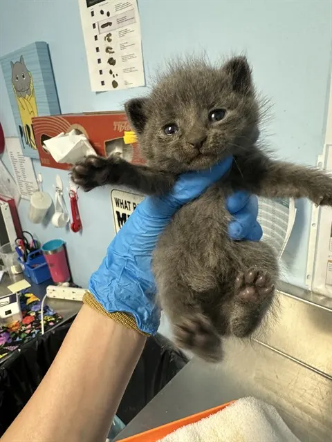 Adoptable Cat