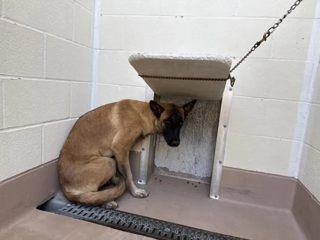 Adoptable Dog