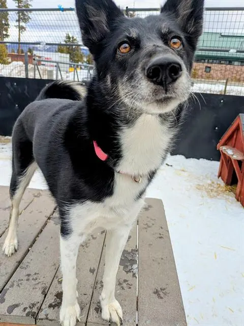 Sakari