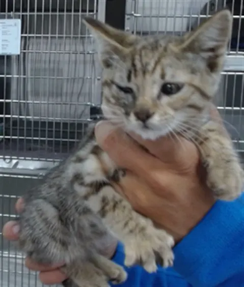 Adoptable Cat