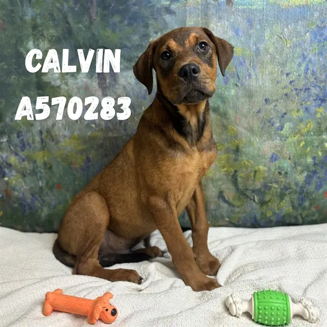 Calvin