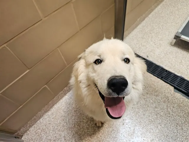 Charlie
