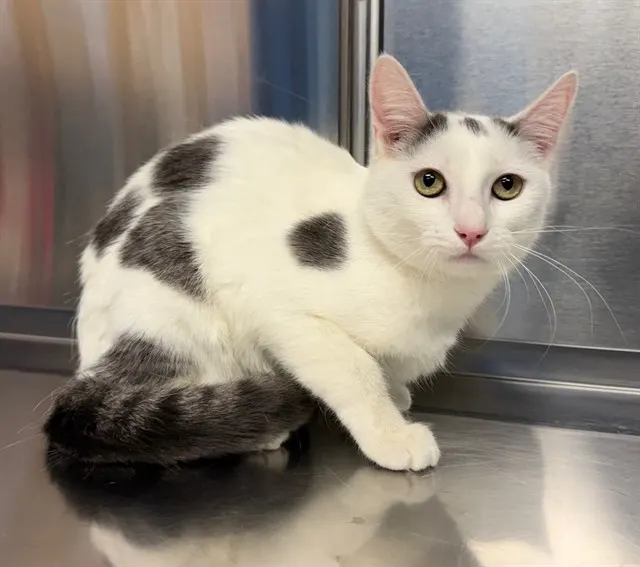 *Chopin