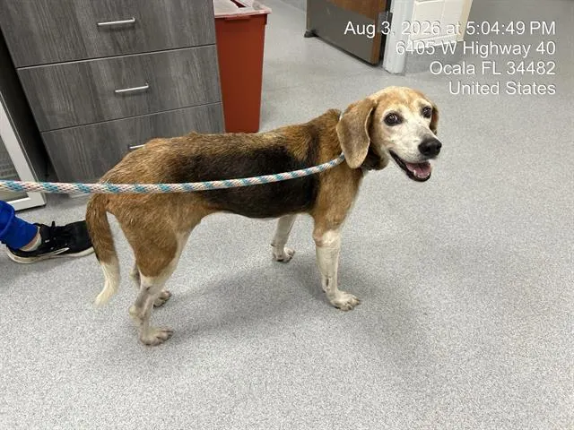 Adoptable Dog