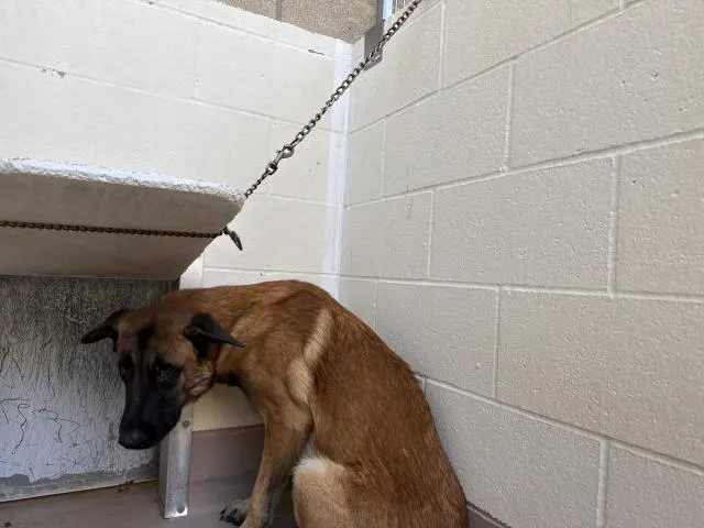Adoptable Dog