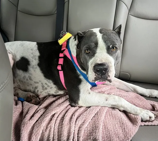 Adoptable Dog
