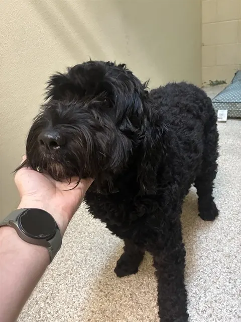 Zuko