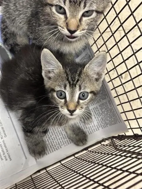Adoptable Cat
