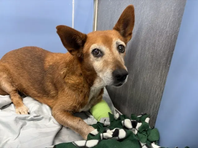 Adoptable Dog