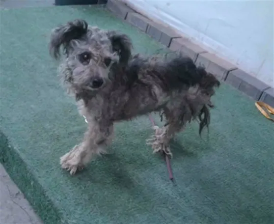 Adoptable Dog