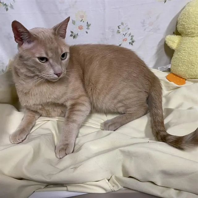 Garfield