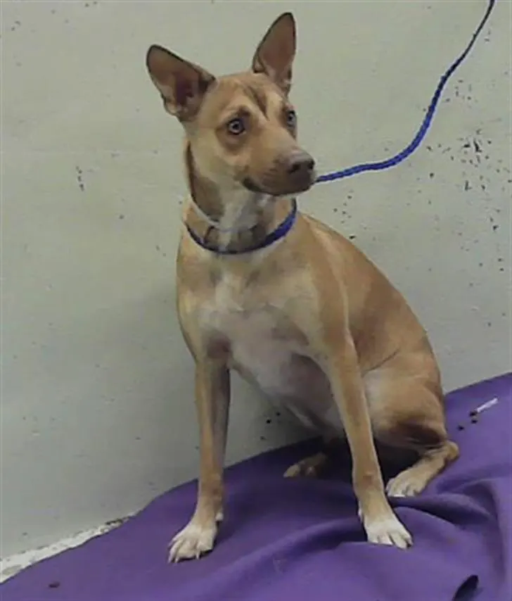 Adoptable Dog