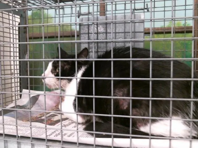 Adoptable Cat