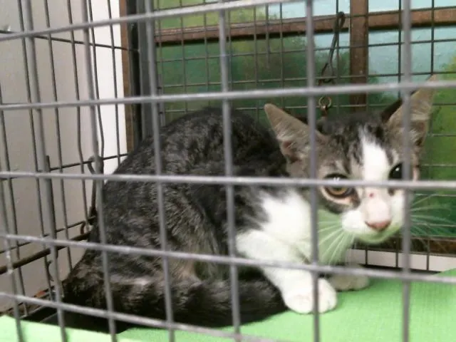 Adoptable Cat