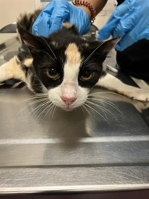 Kiki