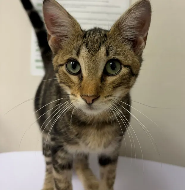 Adoptable Cat