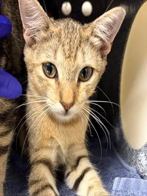 Adoptable Cat