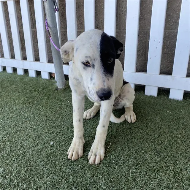 Adoptable Dog