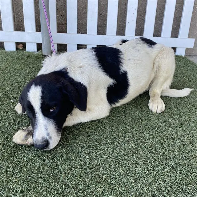 Adoptable Dog