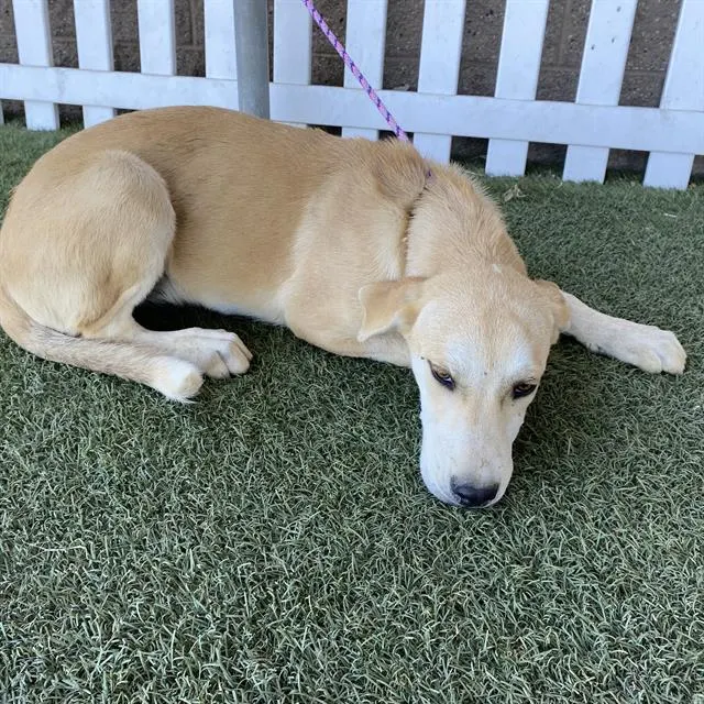 Adoptable Dog