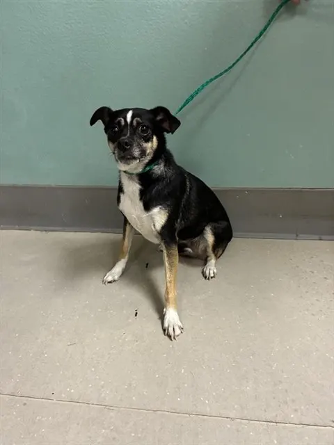 Adoptable Dog