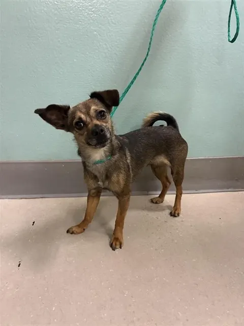 Adoptable Dog