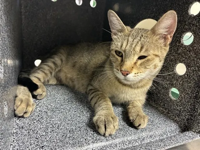 Adoptable Cat
