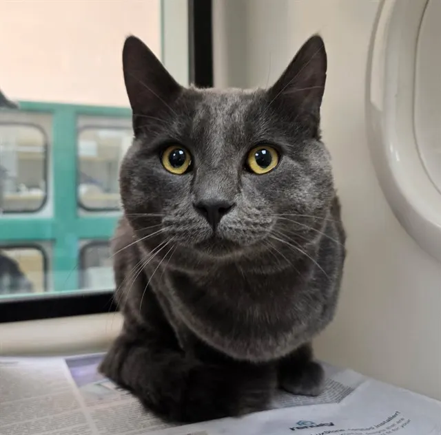 Adoptable Cat