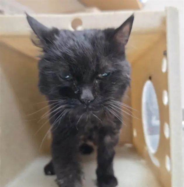 Adoptable Cat