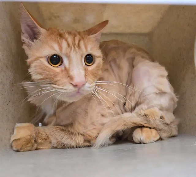 Crocodile