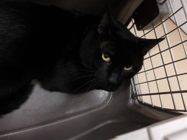 Blacky