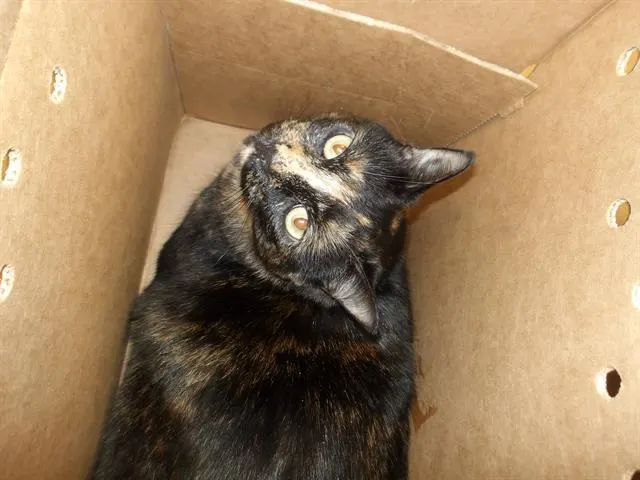 Mama