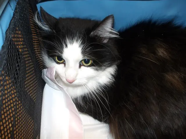 Smokie