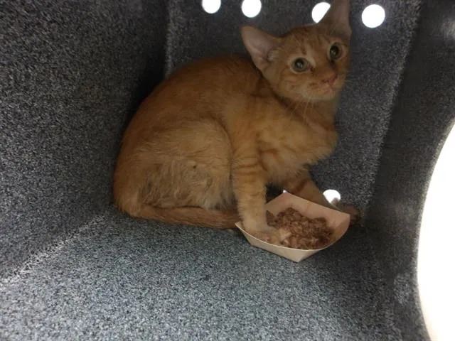 Adoptable Cat