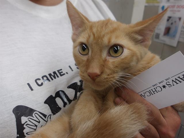 Adoptable Cat