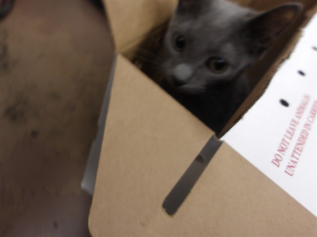 Dusty
